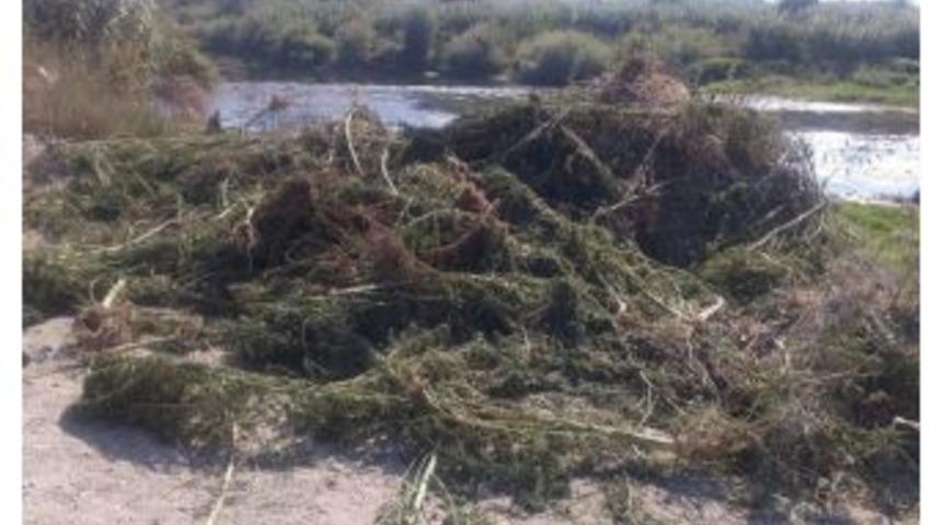 Asi Nehri Kenarında Hint Keneviri Bulundu