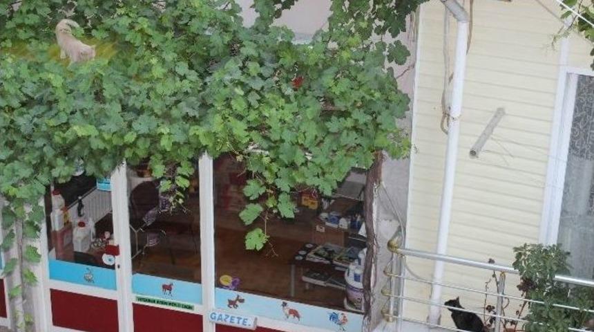 Kedilerin Dostluğu G&ouml;renleri Şaşırttı