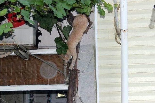 Kedilerin Dostluğu Görenleri Şaşırttı