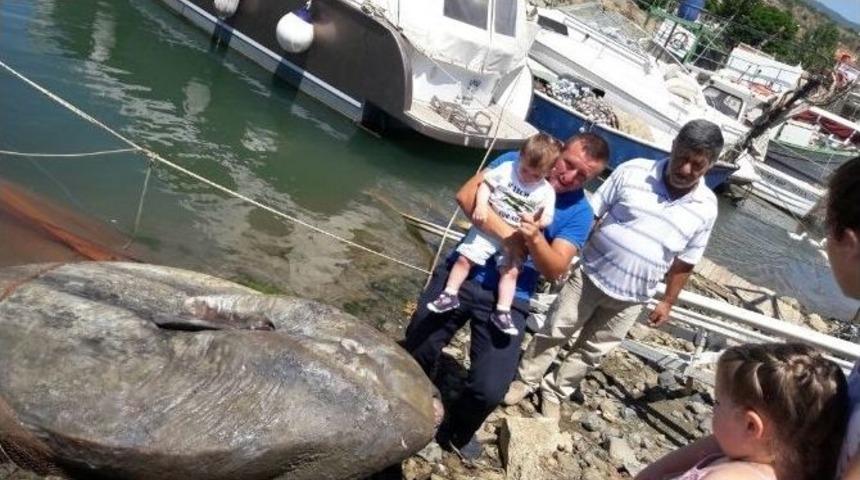 Gemlik&rsquo;te Dev Ay Balığı Yakalandı