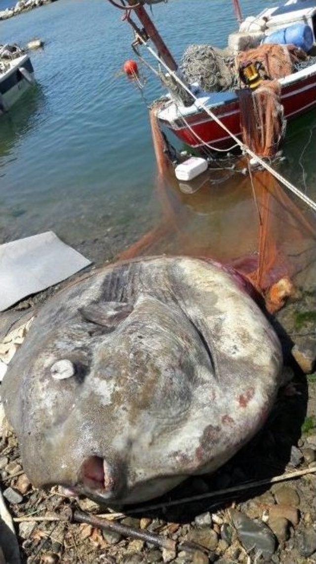 Gemlik’te Dev Ay Balığı Yakalandı