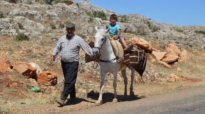 Belde Halkı Eşek Ve Katır Sırtında Su Taşıyor