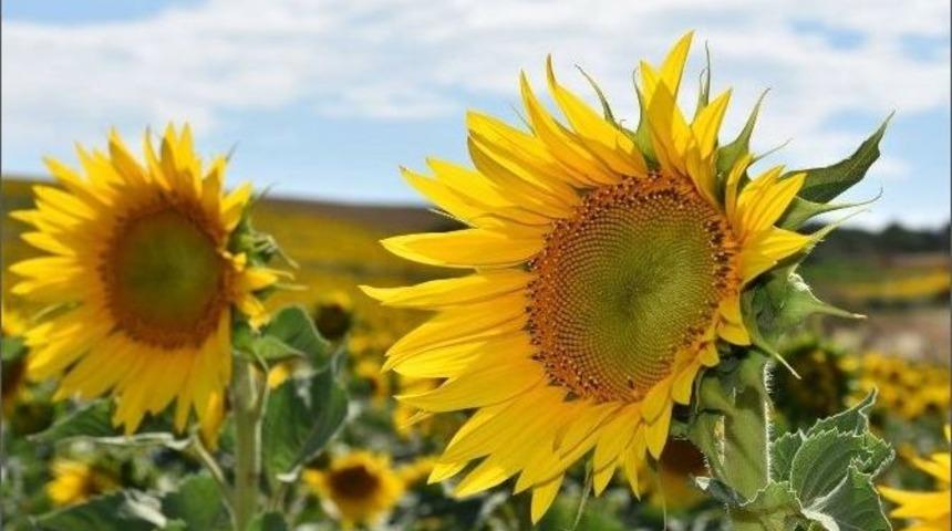 Ay&ccedil;i&ccedil;ekleri Hayrabolu&rsquo;yu Sarıya Boyadı