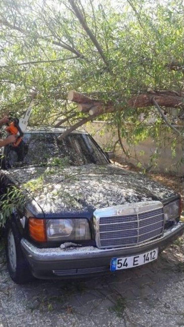 Lüks Otomobilin Üzerine Ağaç Devrildi