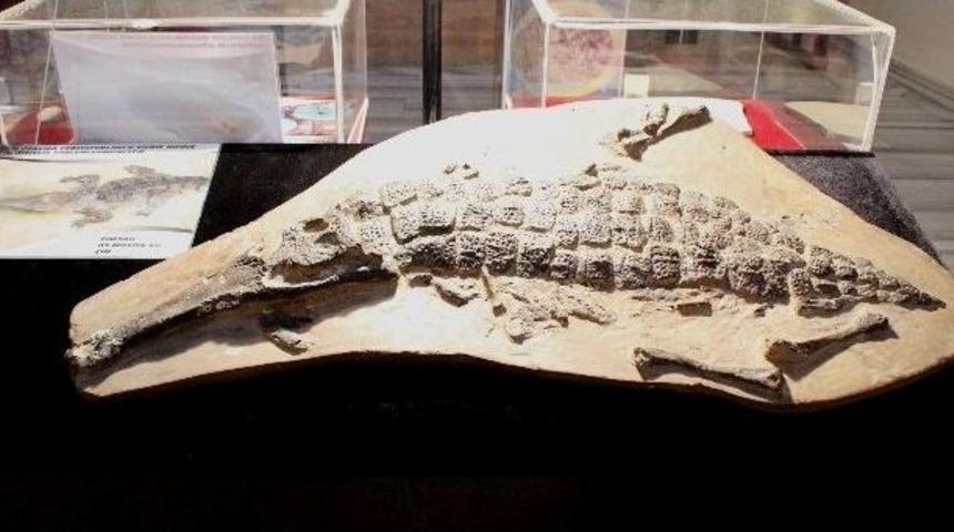 (&ouml;zel Haber) 350 Milyon Yıllık Fosilleri Sergiliyor