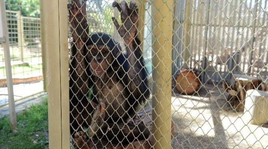 Hayvanat Bah&ccedil;esi Ziyaret&ccedil;i Akınına Uğradı