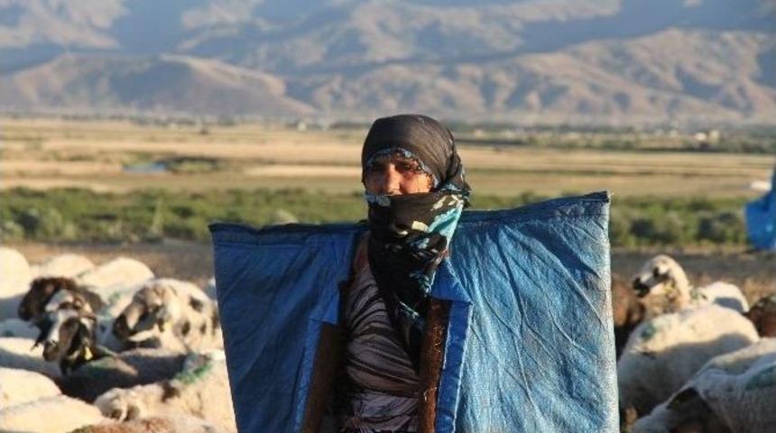 Muş’ta 4 Bin Tl Ücretle Çoban Aranıyor