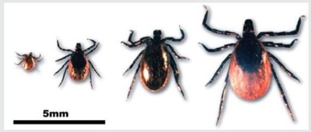 Keneleri &Ouml;ld&uuml;rmek İsterken Daha Da &Ccedil;oğaltmayın