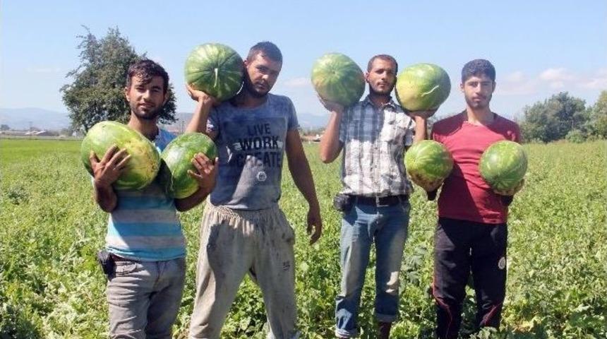 Bafra Karpuzu Yok Satıyor