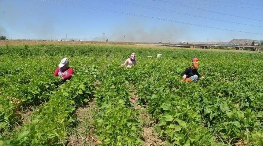 Kent Bostanı İlk Ürünlerini Vermeye Başladı