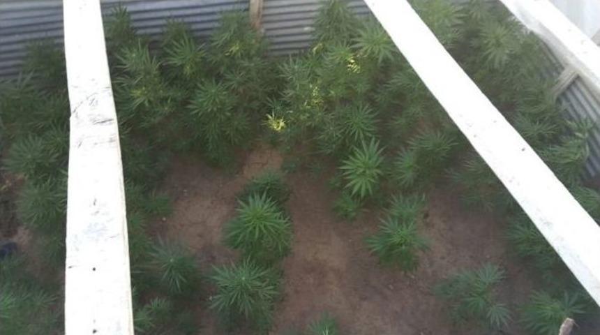 Bitlis&rsquo;te 85 K&ouml;k Kenevir Bitkisi Ele Ge&ccedil;irildi