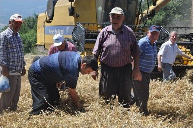 Açıklanan Buğday Fiyatları Çiftçiyi Memnun Etmedi