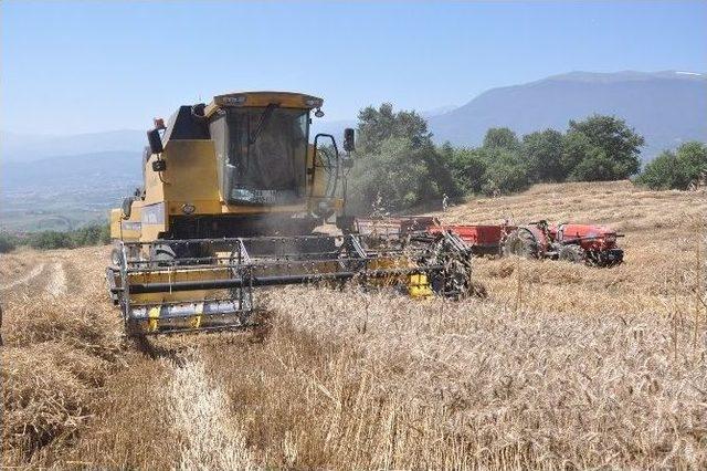 Açıklanan Buğday Fiyatları Çiftçiyi Memnun Etmedi