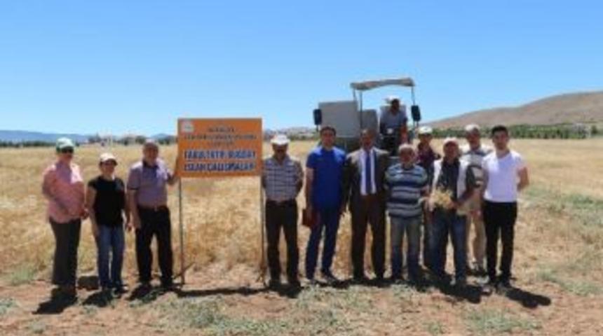 Elazığ&rsquo;da Kışlık Ekmek Buğdayı Hasadı Yapıldı