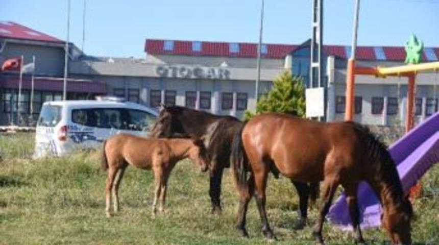 Yabani Atlar Şehre İndi