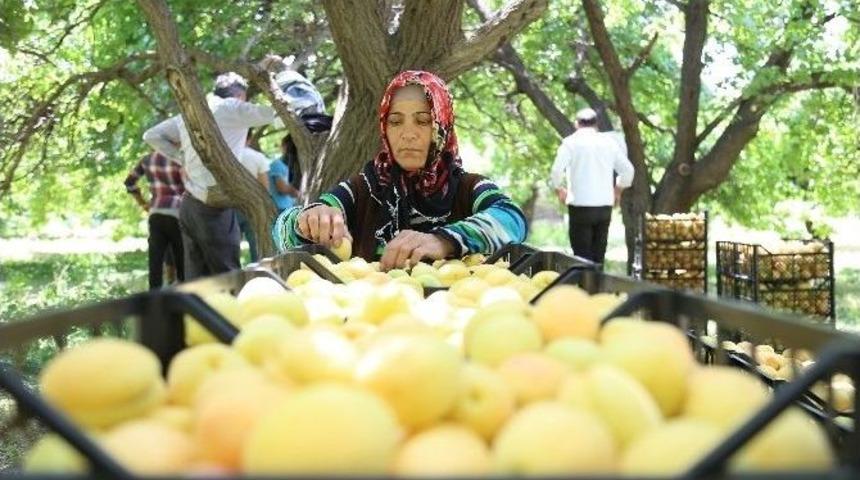 Meyve Bağlarında Irgatlık Yapan Annenin Fedakarlığı