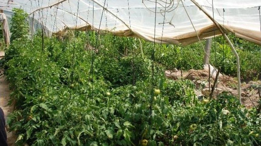 Tokat&rsquo;ta Hava Şartları Sebze Hasadını Geciktirdi