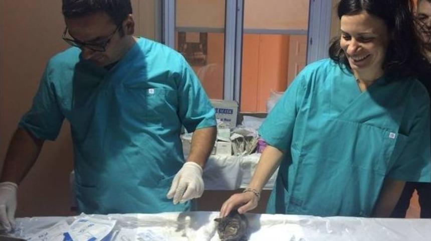 Sinop&rsquo;ta Hayvan Bakım Evine Fransız Stajyer