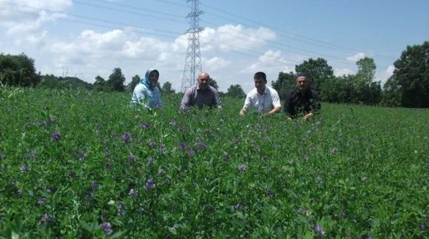 Kocaeli &Ccedil;ift&ccedil;isi Tohum Desteğiyle Hasatta Da Kazandı