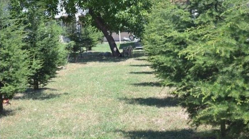 K&ouml;pekler Koyunu B&ouml;yle Par&ccedil;aladı