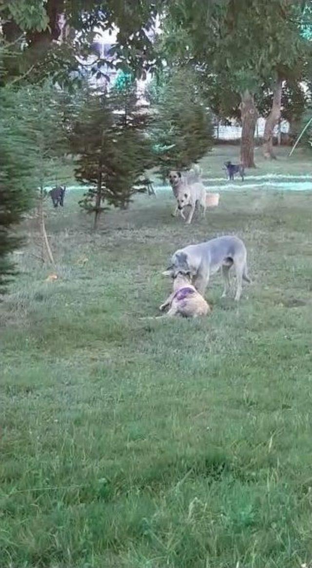 Köpekler Koyunu Böyle Parçaladı