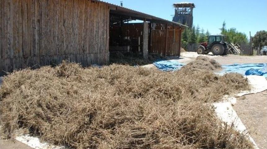 Lisinia&rsquo;ya Da Kekik Kokusu