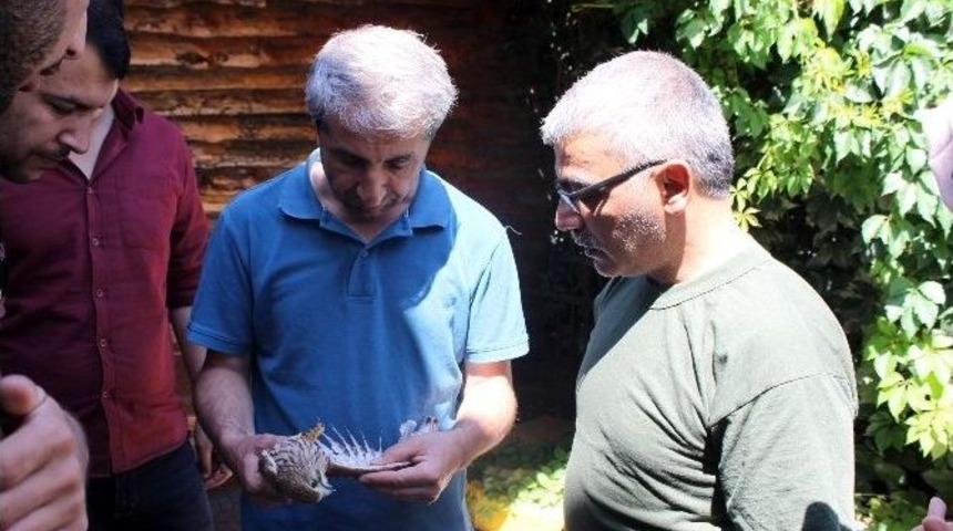 Elektrik Akımına Kapılan Kerkenez Koruma Altına Alındı