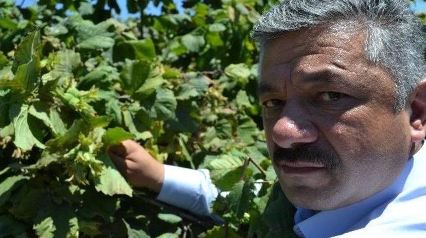 Fındıkta Rekolte Değerlendirmesi