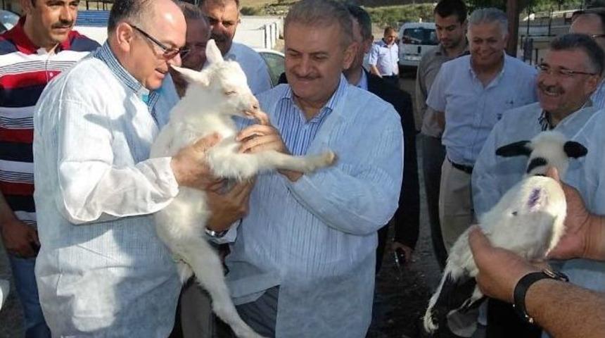 İzmirli &Ccedil;obanlar Sandığa Gidiyor