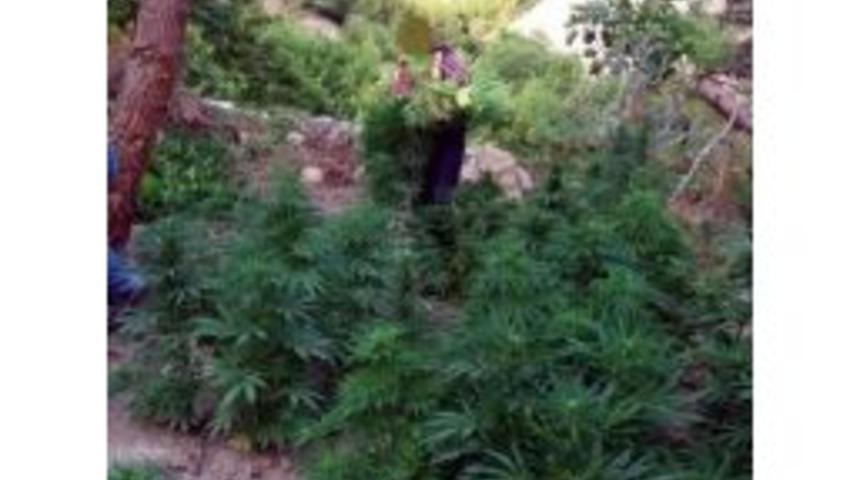 Bozdoğan&rsquo;da Yasa Dışı Ekim Operasyonu