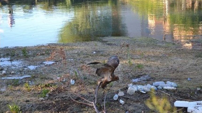 Ceyhan Nehri&rsquo;ne D&uuml;şen Yaralı Doğanı İtfaiye Kurtardı