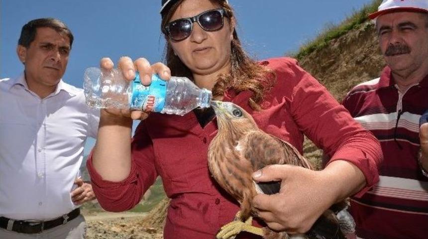 Şahinin Yediği Kursağında Kaldı