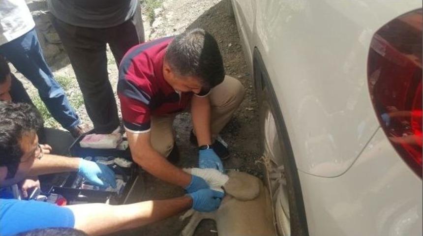 Ayağı Kırılan K&ouml;pek Tedavi Edildi