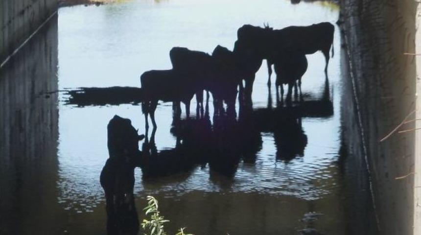 Hayvanların İlgin&ccedil; Sıcaktan Korunma Y&ouml;ntemi