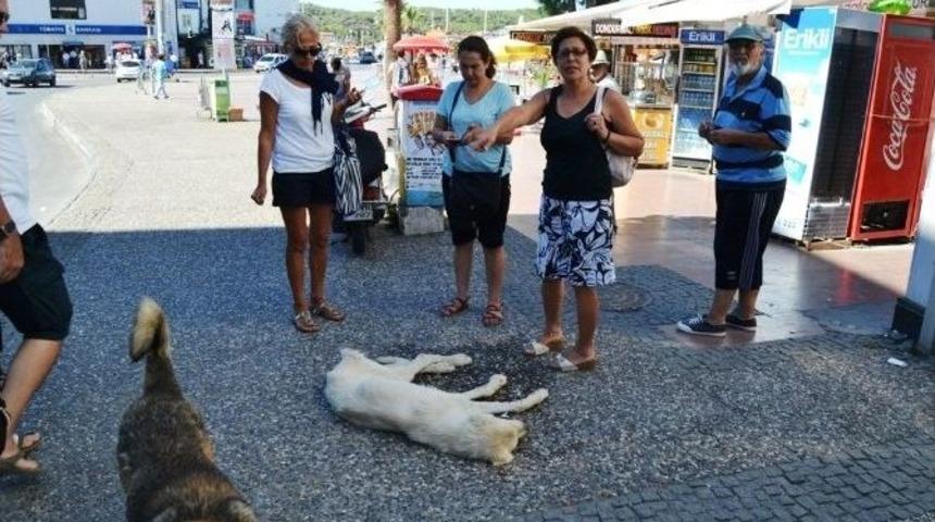 Sıcaktan Fenalaşan Sokak K&ouml;peği Vatandaşlar Sayesinde Hayata D&ouml;nd&uuml;