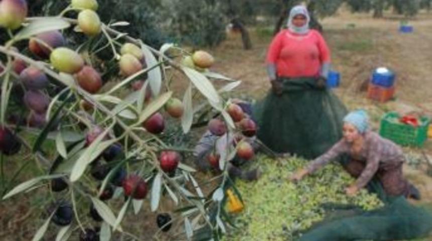 T&uuml;rkiye&rsquo;nin İlk Zeytin Osb&rsquo;sinin Temeli Burhaniye&rsquo;de Atılıyor