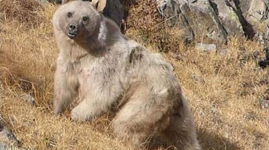 &ldquo;ayı Ter&ouml;r&uuml; İle M&uuml;cadele Edilmiyor&rdquo;