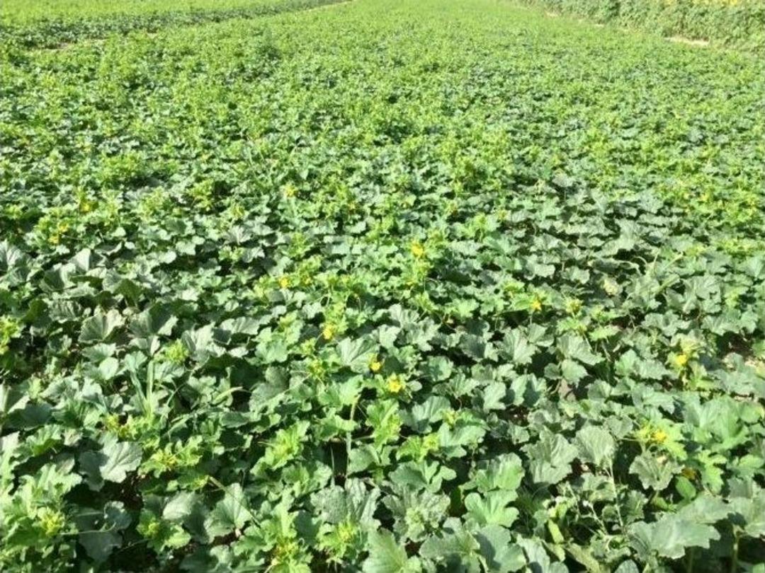 Osmaneli&rsquo;de Karpuz Ve Kavun Sezonu A&ccedil;ıldı