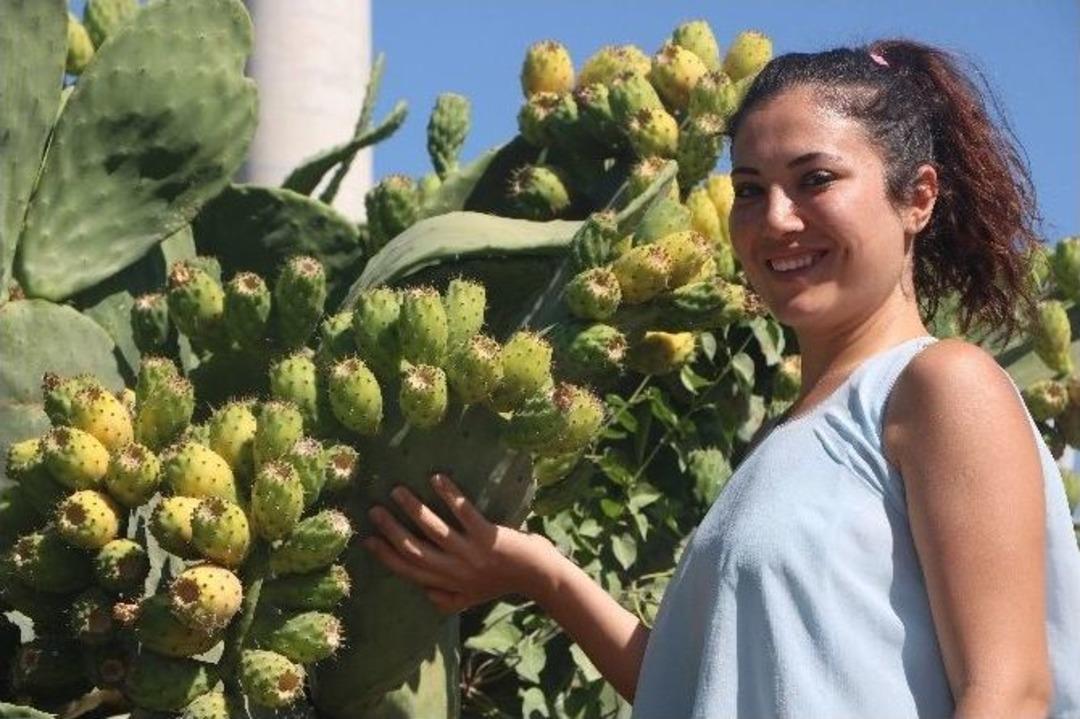 Dikenli İncir Ge&ccedil;im Kaynağı Oldu