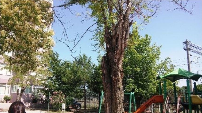 İzmit Zabıtası, Şehirdeki Olumsuzluklara M&uuml;dahale Ediyor