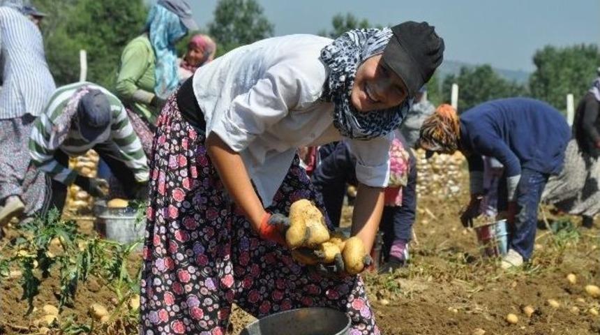 Patates &Ccedil;ift&ccedil;inin Y&uuml;z&uuml;n&uuml; G&uuml;ld&uuml;rmedi