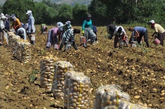 Patates Çiftçinin Yüzünü Güldürmedi