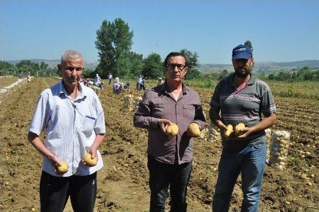 Patates Çiftçinin Yüzünü Güldürmedi