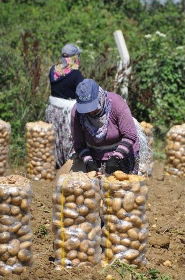 Patates Çiftçinin Yüzünü Güldürmedi