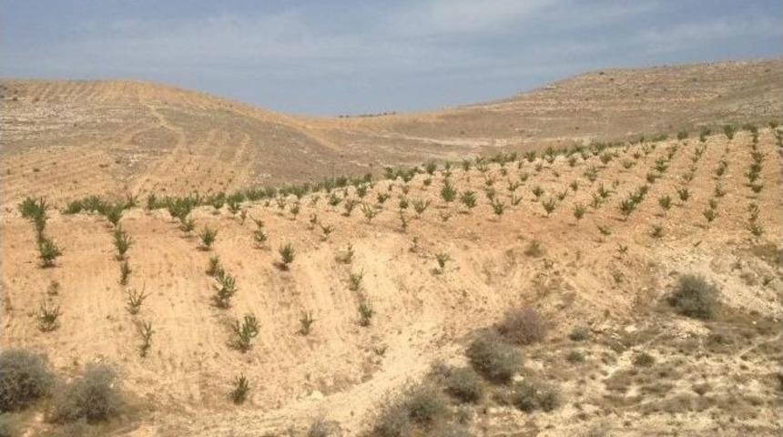 Bakanlığın Ektiği Ağa&ccedil;lar Meyve Vermeye Başladı