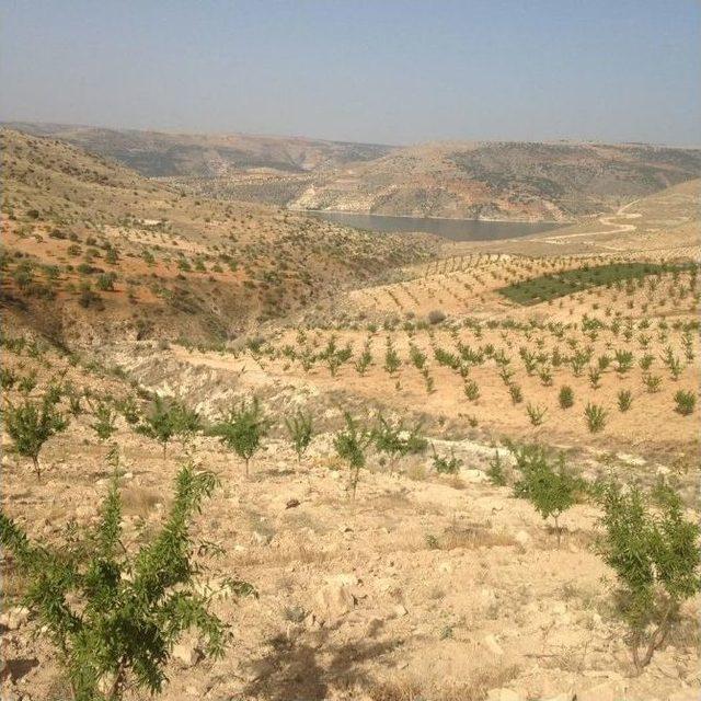 Bakanlığın Ektiği Ağaçlar Meyve Vermeye Başladı