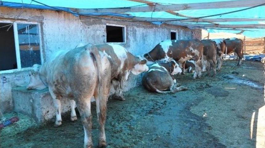 Sivas&rsquo;ta &Ccedil;ift&ccedil;ilere Damızlık İnek Dağıtıldı