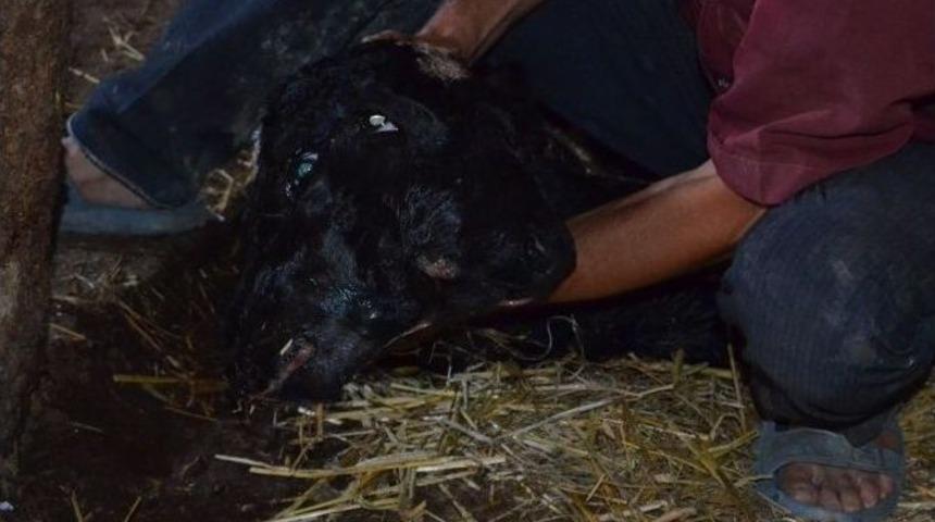 İki Başlı Doğan Buzağı Şaşırttı