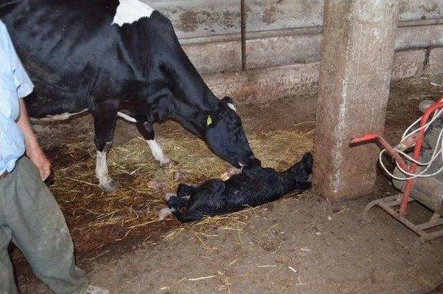 İki Başlı Doğan Buzağı Şaşırttı