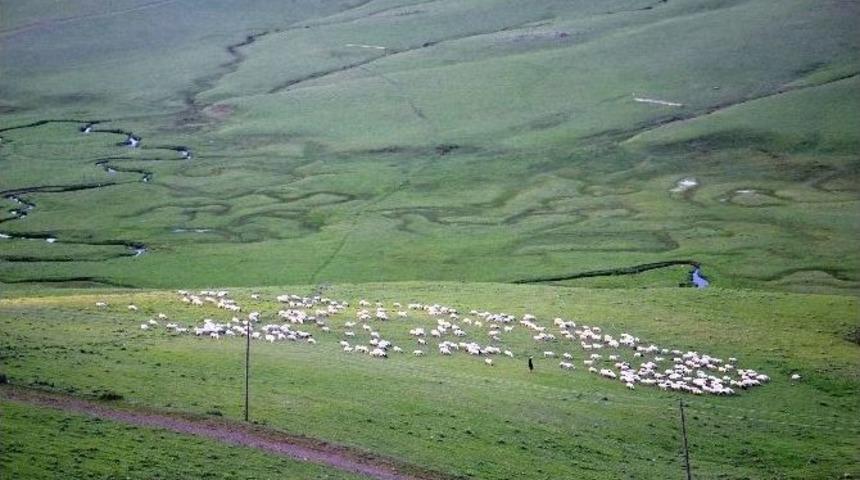 Yaylalar Koyun S&uuml;r&uuml;leriyle Şenlendi